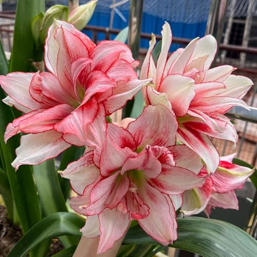 bulbo de amarilis decoración raras perennes resistentes rara jardín 3pcs