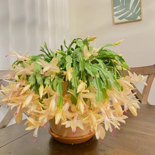 Cactus di Natale balcone insoliti ornamentali per zone 420semi