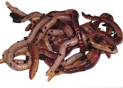 Yorkshire Worms LARGE Dendrobaena Worms 50g Pack - Suitable for Composting, Wormery Starter Packs (50g)