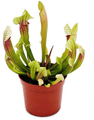 Exotenherz Schlauchpflanze - Sarracenia Eva - Fleischfressende Pflanze - 9cm Topf