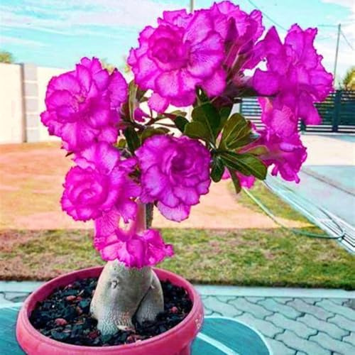 Misteriosa lampadina magica, perenne, resistente all'inverno, a forma di tubero, giardino di casa, facile da diventare professionale, ideale per giardino, decorazione della casa. 4 rose del deserto