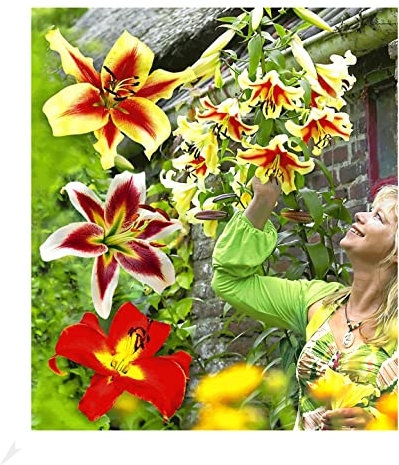 BALDUR Garten Tree-Lilies®-Kollektion, Baumlilien Mischung, 6 Stück, Lilien, Lilium, Blumenzwiebeln, winterhart, Wasserbedarf gering, blühend, Lilium Hybride