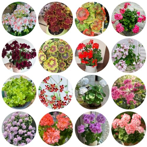 geranien, pelargonium hochbeet steingartenpflanzen winterhart blumenwiese mehrjährig winterharte deko balkon 300samen