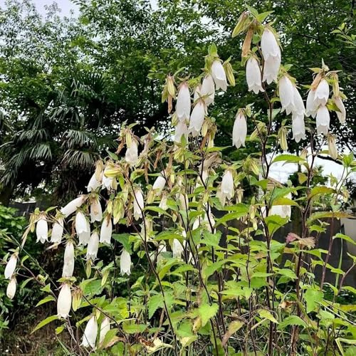 glockenblume - frühlingsblume glockenblume, winterharte garten zimmerpflanzen gartendeko für draußen 300samen