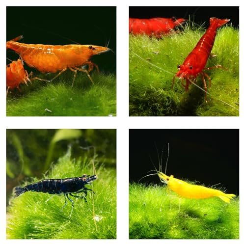 10 x Bunte Zwerggarnele Mix Neocaridina davidi, Garnelen für Nano-Aquarien | Mix aus gelben, roten, orangefarbenen und blauen Garnelen; Einsteigergarnelen, Rili, Rückenstrichgarnele, Garnelenzucht
