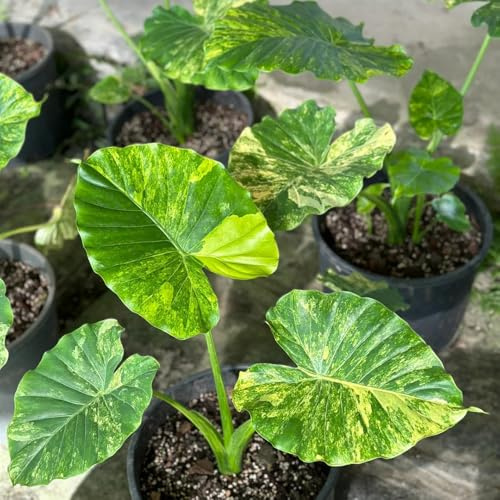 Elefantenohr, kübelpflanzen Leucocasia gigantea, geschenke für gartenliebhaber kräuterpflanzen seltene zimmerpflanzen stauden winterhart mehrjährig 55Samen