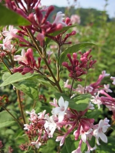 Herbstflieder Superba - Syringa microphylla - lange Blühdauer - stark duftend (60-80)