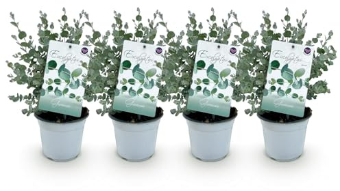 Eukalyptusbaum - Eukalyptus gunnii - Grau - 4 Pflanzen - Terrassenpflanze - Winterhart - 14cm Höhe 30cm