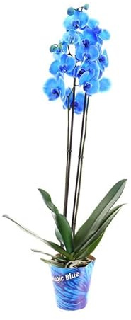 Orquídea Flores Azules Planta Natural de Interior para Decorar la Casa