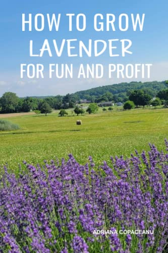 How to Grow Lavender for Fun and Profit: Lessons Learned from Planting Three Hundred Lavender Plants