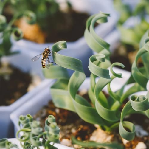 Semi di Albuca spiralis, Le perenni sono perenni resistenti Albuca namaquensis, da balcone resistenti verdi biologici 200pcs