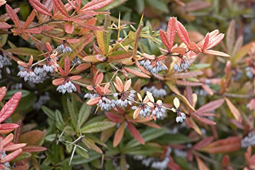 Berberis julianae 25-30 cm – Winterhart, Immergrün, Mehrjährig – Berberitze – Heckenpflanze für Garten & Sichtschutz