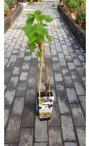 Planta de Grosella Negra Titania | Ribes nigrum | Maceta 2L con 4 Tutores | Arbusto 60 cm | Fruto Negro Aromático | Variedad Productiva y Rica en Vitamina C