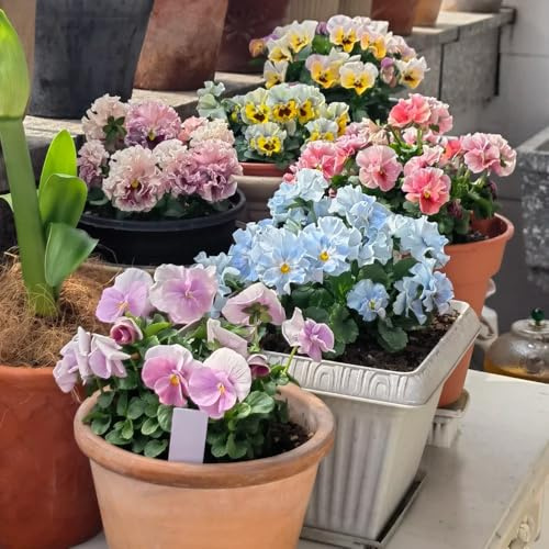 semi di viola cornuta perenne, decorazione autunnale, viola cornuta, rare, decorazione soggiorno di perenni resistenti 40pcs