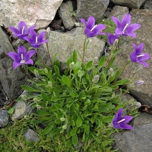 Plant World Seeds - Campanula Saxifraga Seeds (Alpine Plant Seeds)