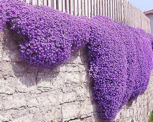 Rock cress Aubrieta hybrida Whitewell Gem deep Violet 400 Seeds