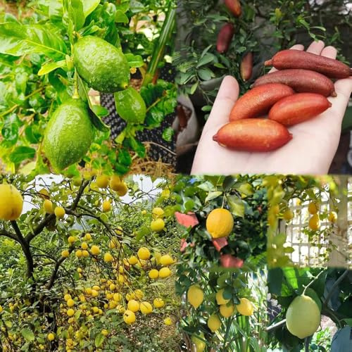80 piezas semillas resistentes de limonero - salada exóticas resistentes, semillas de exoticas rara pote columnar los bonsais