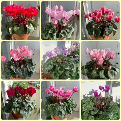 Semi resistenti al ciclamino, per il giardino Ciclamino persico - d'appartamento Le da giardino sono perenni resistenti 100pcs