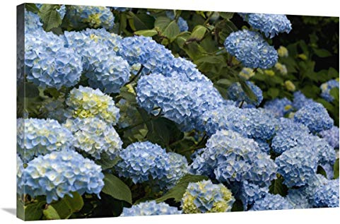 Global Gallery Bigleaf Hydrangea Madame riverain Variety Flowers-Canvas Art-36x24