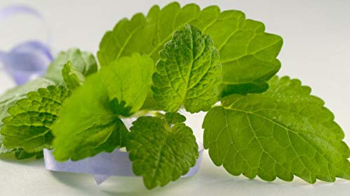 200 Graines de Mélisse Officinale - plante aromatique jardin potager - semences paysannes