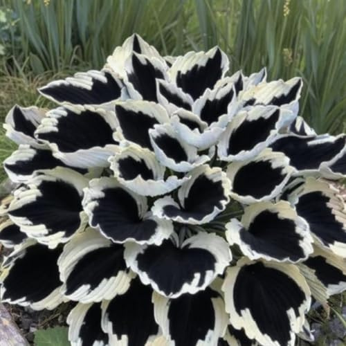 Funkien Rhizoms-Schattentolerante Premium-Stauden Gartenprojekte-Winterhart Geeignet FüR Eingangsbereiche -6 hosta -i