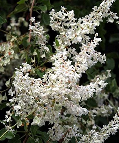 Schlingknöterich 40-60cm - Polygonum aubertii - lebende Gartenpflanze aus den Baumschulen