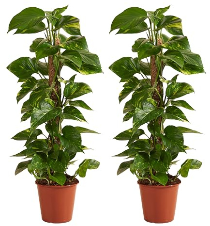 Bloomique - 2er-Set - Epipremnum Aureum - Efeutute - Drachenefeu - Kletterpflanzen - Zimmerpflanzen - Luftreinigend - Höhe 70-90 cm - Topf 19 cm