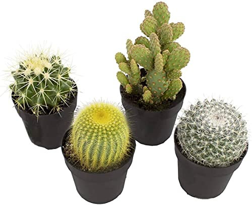 Mini Cactus de Interior DECOALIVE Set de 4 Unidades Diferentes