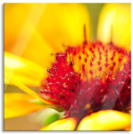 Pixxprint Quadro su vetro | Murale su vetro | Fiore primo piano | 50 x 50 cm | con sospensione e distanziatore