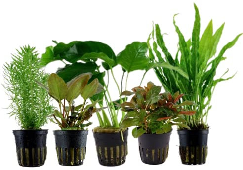AquaOne Aquarium Pflanzen I 5X Wasserpflanzen I Mittelgrund Aquarienpflanzen I Anubias Lagenandra Ludwigia Pogostemon Microsorum I Set mit 5 Mittelgrundpflanzen