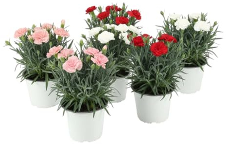 Selección Decoración Floral – Seis Claveles Naturales en Maceta | Lote de 6 Claveles Naturales DECOALIVE para Interior y Exterior