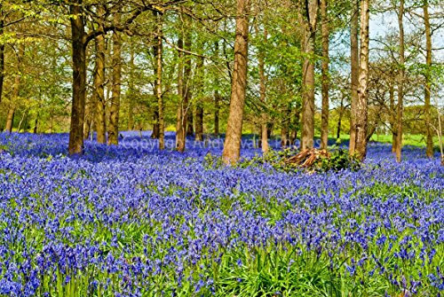 Glockenblumen eine 45,7 x 30,5 cm Fotografieren Hochwertiger Fotodruck der Bluebell Woods am Wald grauen Court Henley Oxfordshire England UK Landschaft Foto Farbe Bild