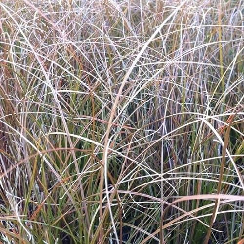 6x Carex testacea 'Prairie Fire' – Vaso 9x9 cm – carice ornamentale arancio