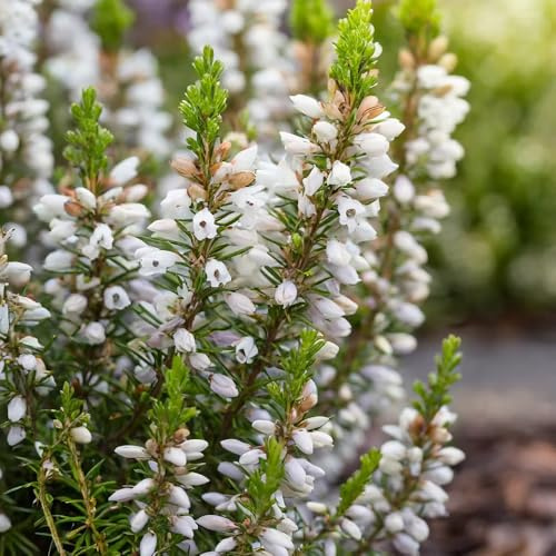 Heidekraut garten hochbeet gartendeko für draußen frühlingsblumen schmetterlingsflieder gartensamen dachbegrünung blumenwiesensaat blumensamen mehrjährig winterhart wildblumensamen 350samen