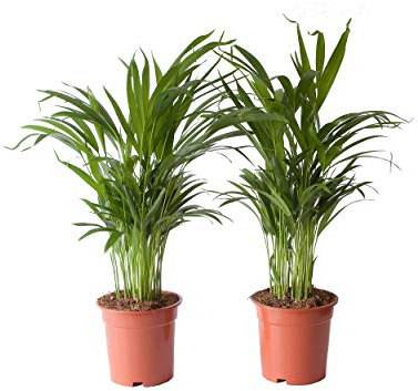 Indoor-Helden Dypsis lutescens - Palmera Areca, diámetro de 17 cm, altura de 65 cm, 2 unidades, palmera de oro de Madagascar