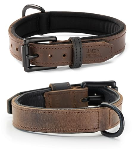 Jack & Russell Hundehalsband aus Echt-Leder und Neopren-Schicht – gepolstertes und Robustes Lederhalsband für kleine & große Hunde – Premium Halsband Craig (M)