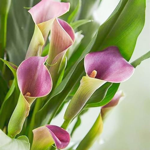 Calla Lily Bulbs-Calla Lily Plant Calla Lily Bulbs UK Calla Lily Bulbs for Planting Now UK,Wedding Flowers,Garden Flowers,Plant Bulbs,Hardy Perennial-6bulbs-a