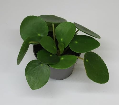 florari Pilea peperomioides/Ufo-Pfanze, Chinesischer Geldbaum