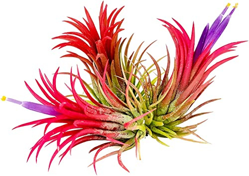 DECOALIVE Trio de Tillandsias FUEGO Planas del Aire de Color Rojo Tillandsia Iotha Red
