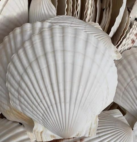 WANYI 12 Stück Flache Muscheln Bemalen zum Basteln 7-8cm Jakobsmuschel Groß Muscheln Deko für DIY Handwerk Heimdekoration Aquarium