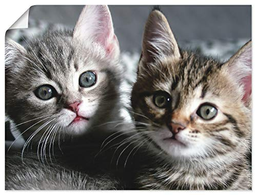 ARTLAND Wanddeko Poster & Kunstdrucke Wandposter 80x60 cm Katze Tiere Katzenbaby Baby Süß Lustig Mädchen T5TN