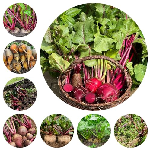 semillas de remolacha - orgánicas raras balcón exóticas 800pcs