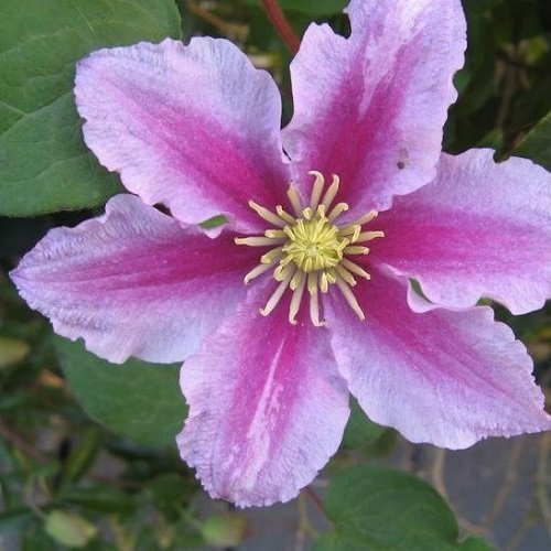 Clematis Piilu - Mehrjährig rot blühende Kletterpflanze & Winterhart | Klematis - 1,5 Liter Topf | ClematisOnline