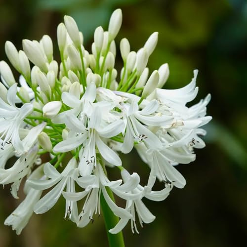 semi di giglio ornamentale, Agapanthus africanus, selvatici autunnali resistenti esotiche vecchie varietà rare da giardino roccioso 400pcs