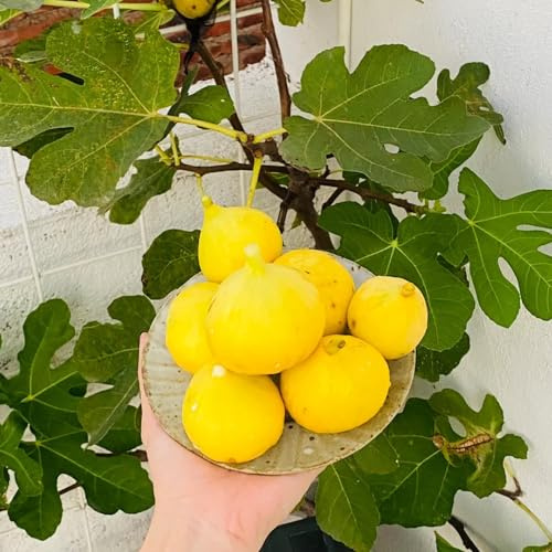feigenbaum kräutergarten winterharte stauden mehrjährig balkonpflanzen zimmerbonsai bonsai baumsamen obstbäume obstpflanzen indoor garten gewächshaus balkon pflanzendeko bio 30samen