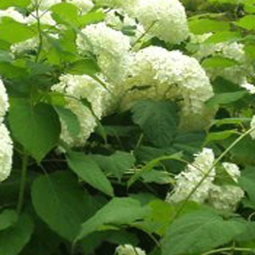 Hydrangea arborescens 'Annabelle' White 12cm Pot Size