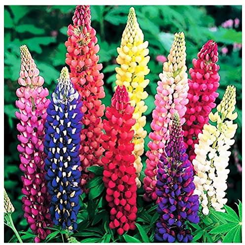 Russell Lupine Seeds Perennial - Grows 40 Tall - Perennial Wildflowers for Winter & Fall Planting - Grown in the USA - 100 Mixed Russell Lupine Seeds