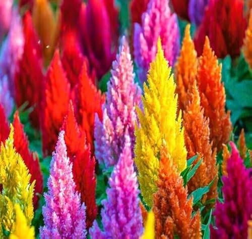 Celosia Giant Mix - 900 Seeds (Celosia plumosa) + Plant tag + Freebie, Yellow, Pink, red