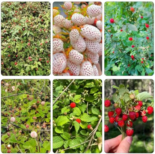 fragola selvatica nano giardino medicinali semi Fragaria vesca perenni resistenti 130pcs