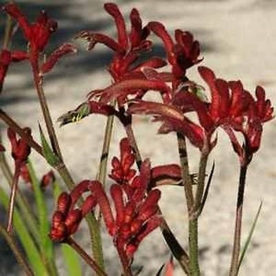 9EzTropical - Kangaroo Paw Kanga Burgundy - 1 Plants/Bulbs - 8 Tall - Ship in 3 Pot